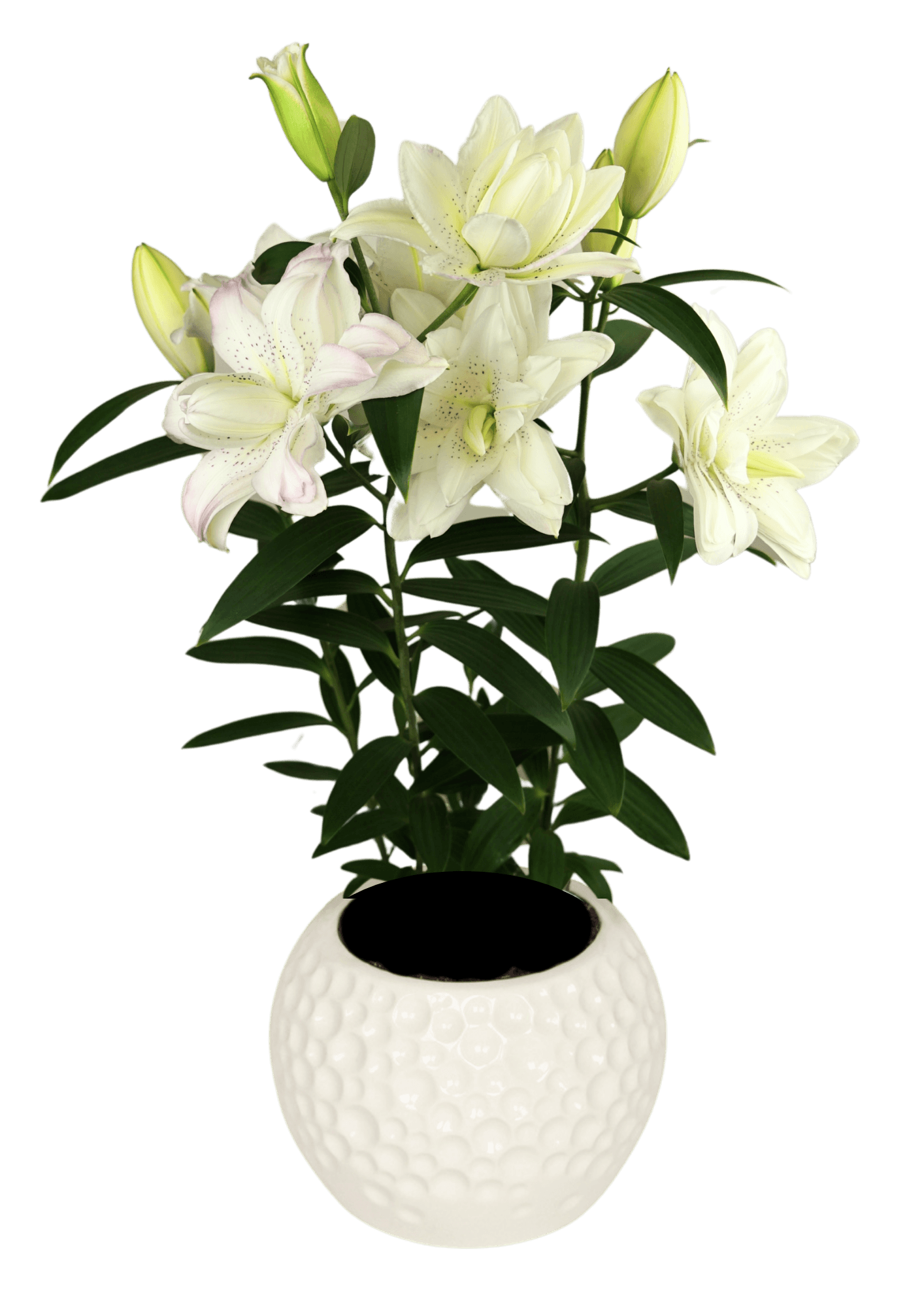 Sunny Double Bounty Lily Looks Lilium