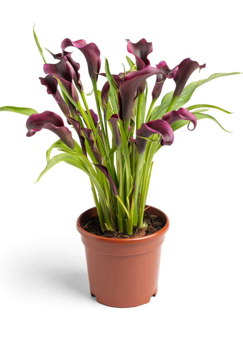 Outback Zantedeschia