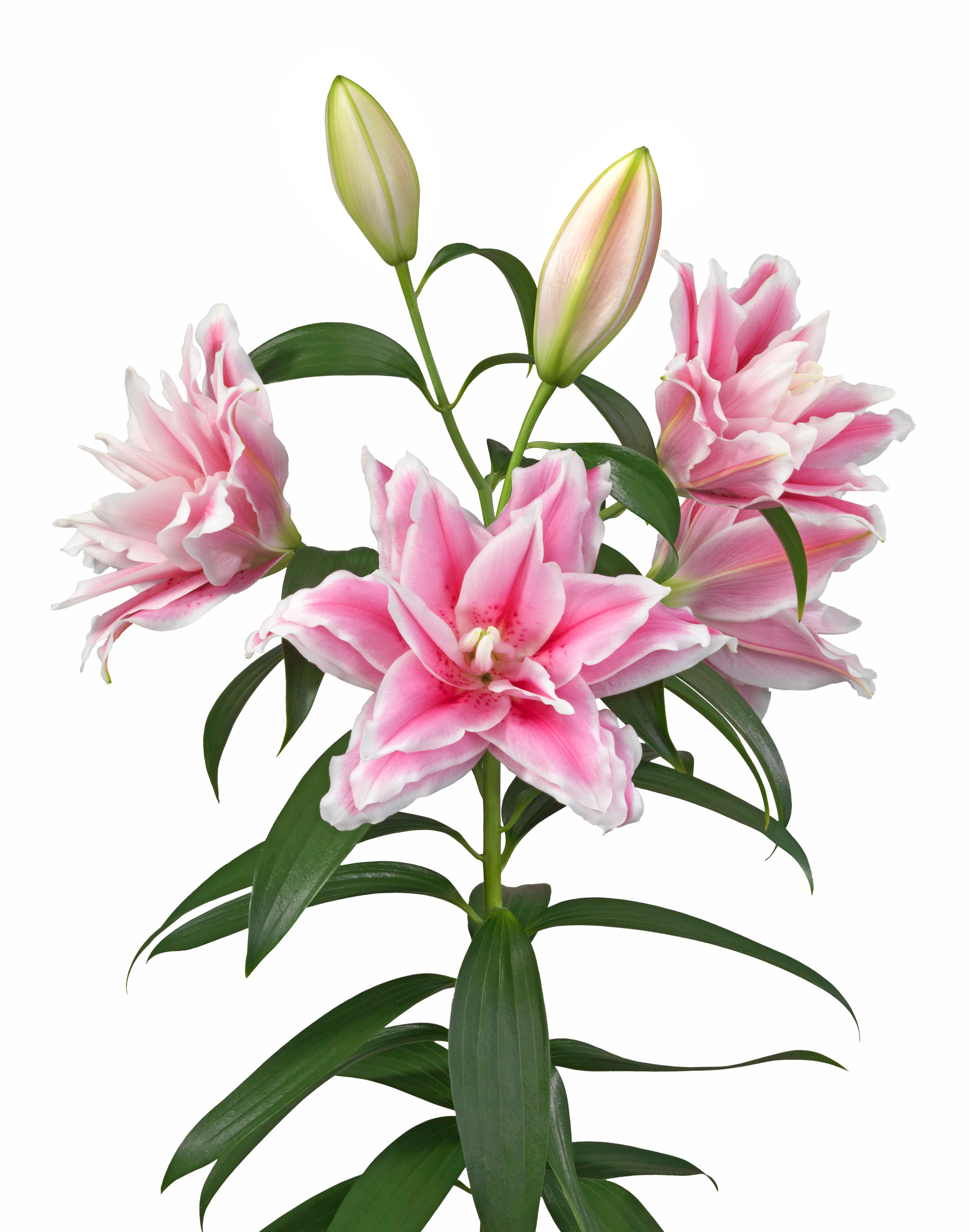 Roselily Lucia Roselily Lilium