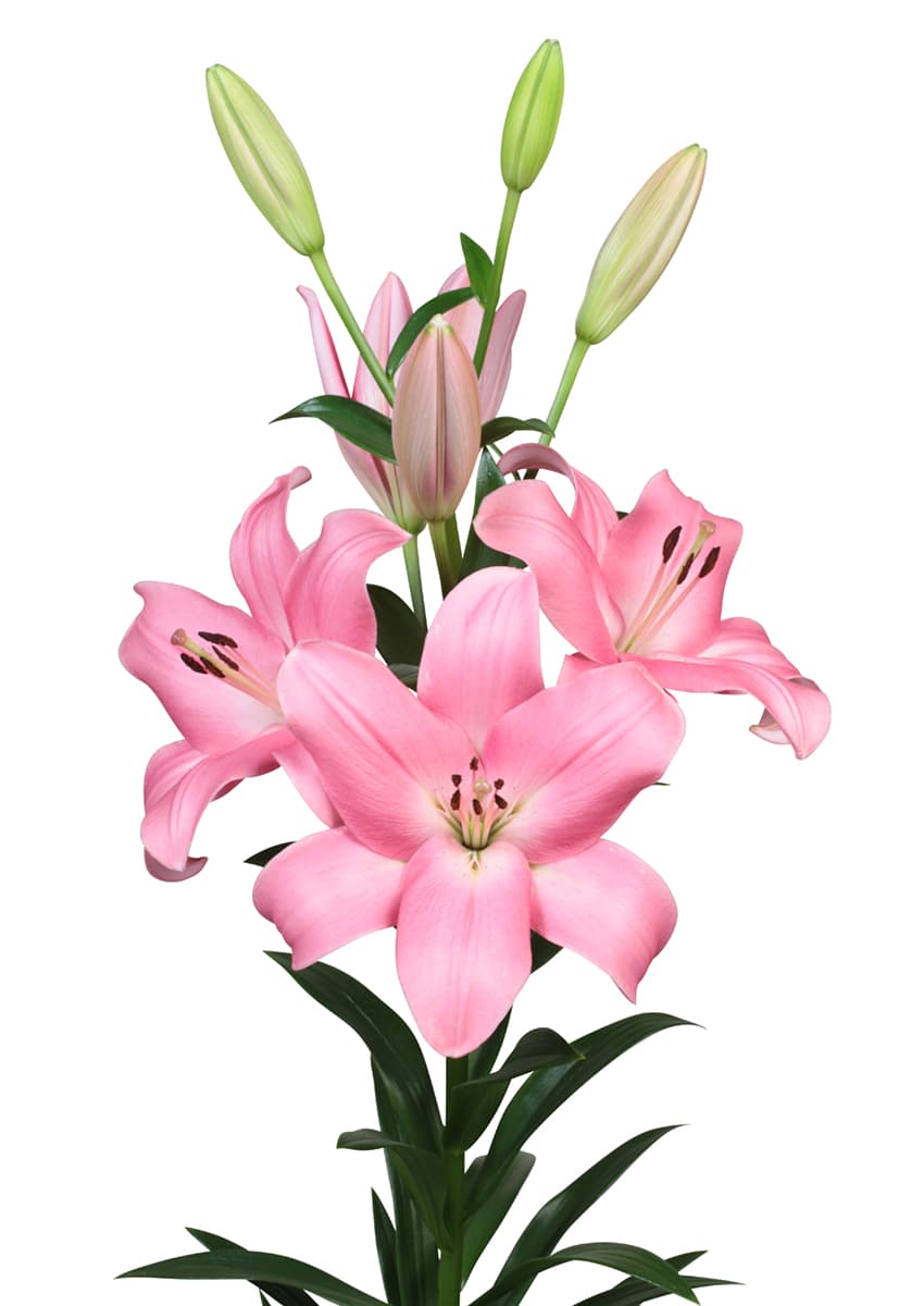 Tirreno Lilium