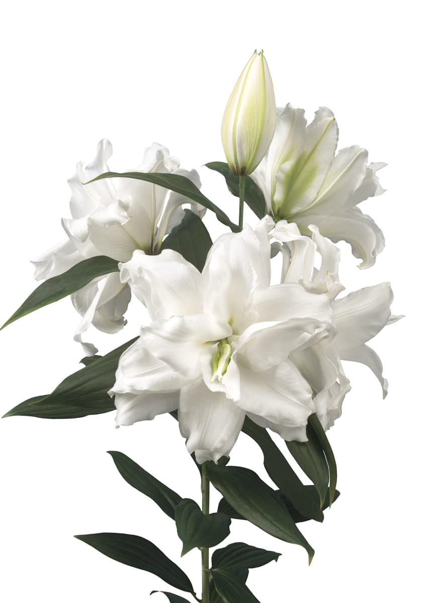 Roselily Dejima Roselily Lilium