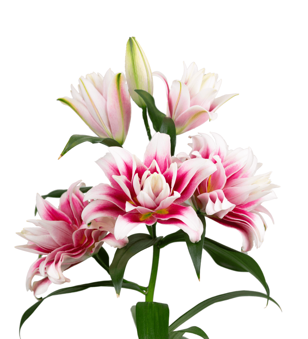 RL Arnoldo Roselily Lilium