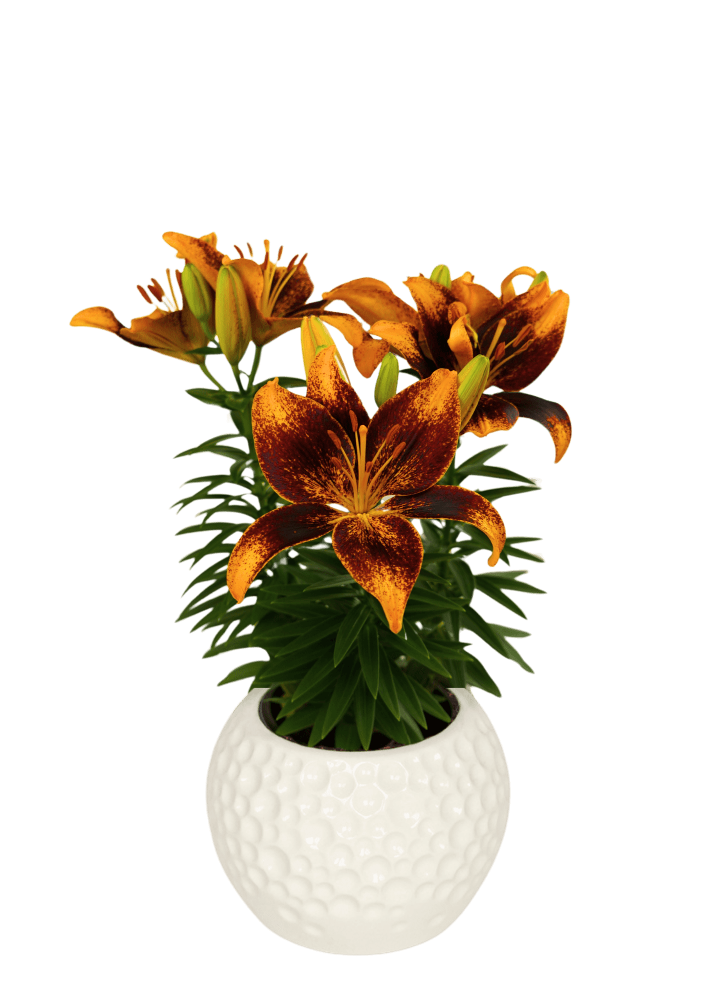Tiny Cosmic Lily Looks Lilium