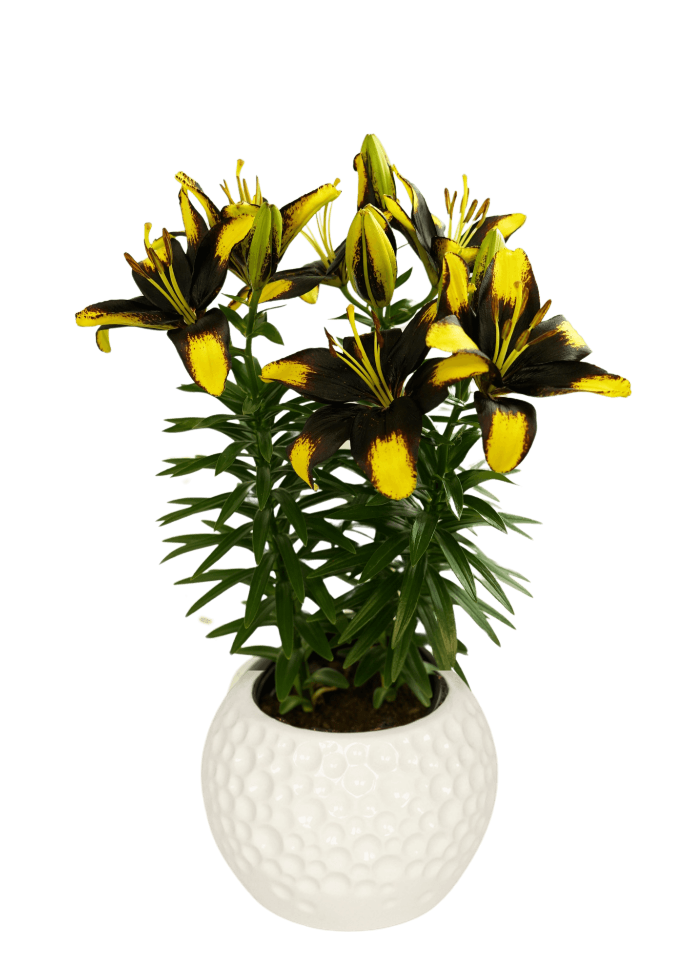 Tiny Massive Lily Looks Lilium