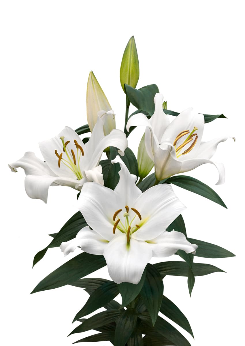 Zambesi Lilium