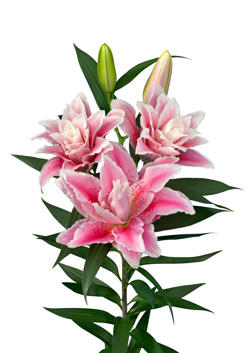Roselily Javiera Roselily Lilium