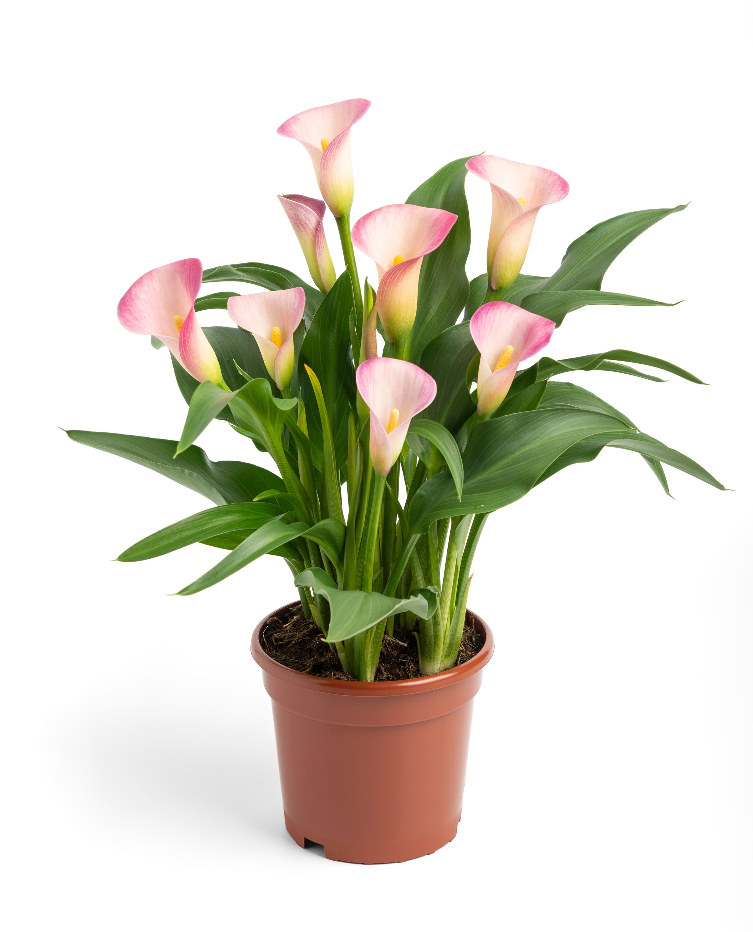 Dynasty Calla nova Zantedeschia