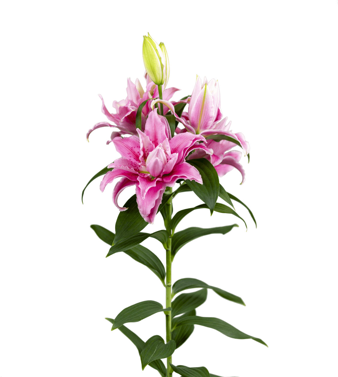 RL Amira Roselily Lilium