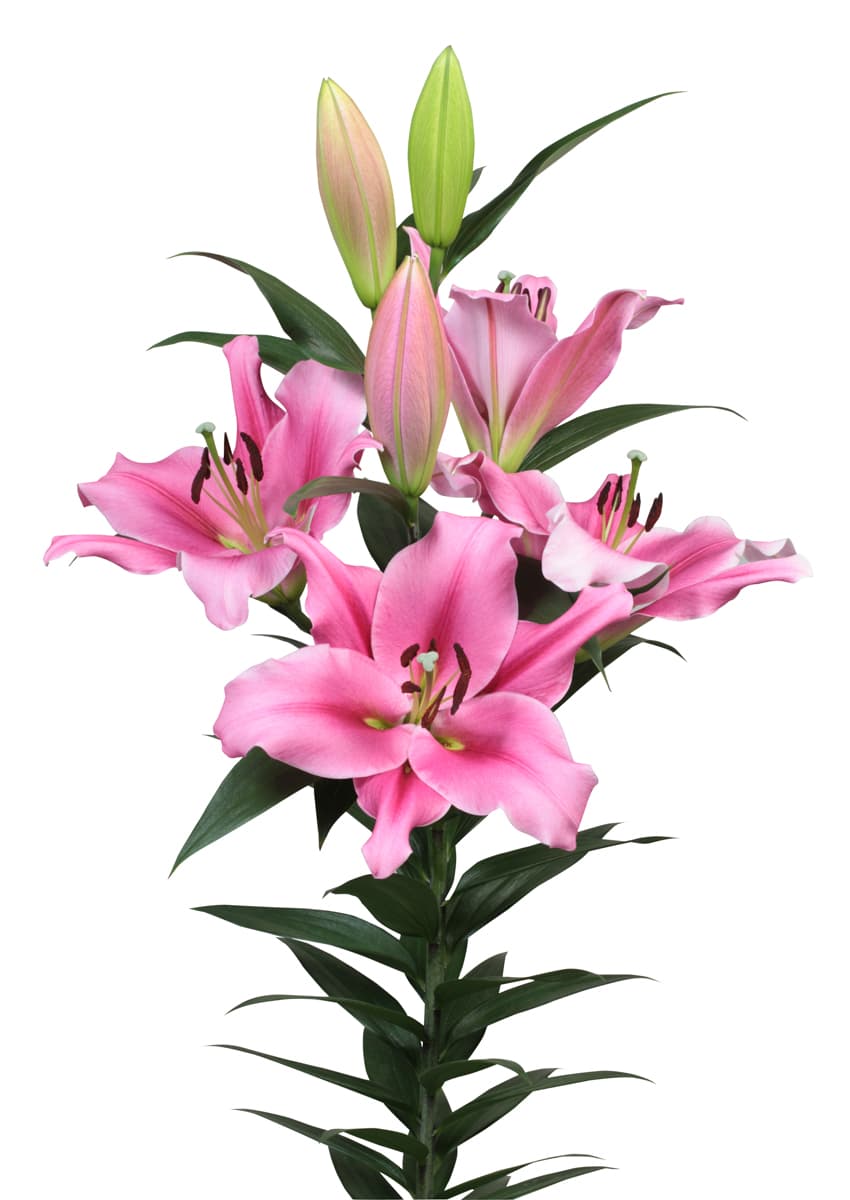 Trocadero Lilium