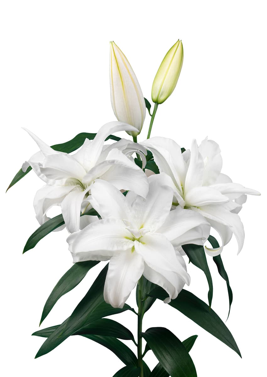 Roselily Aretha