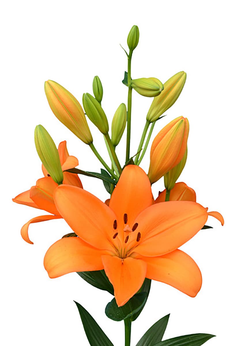 Flemington Lilium