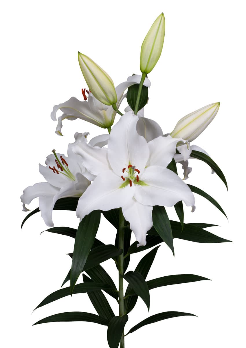 Pathos Lilium