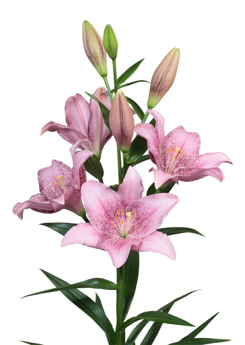 Sweet Sugar Lilium
