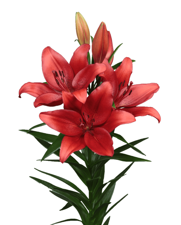 Predosa Lilium