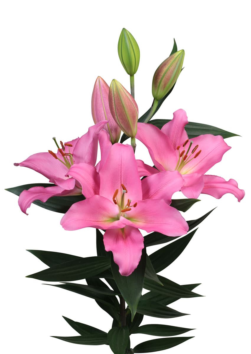 Ibiza Lilium
