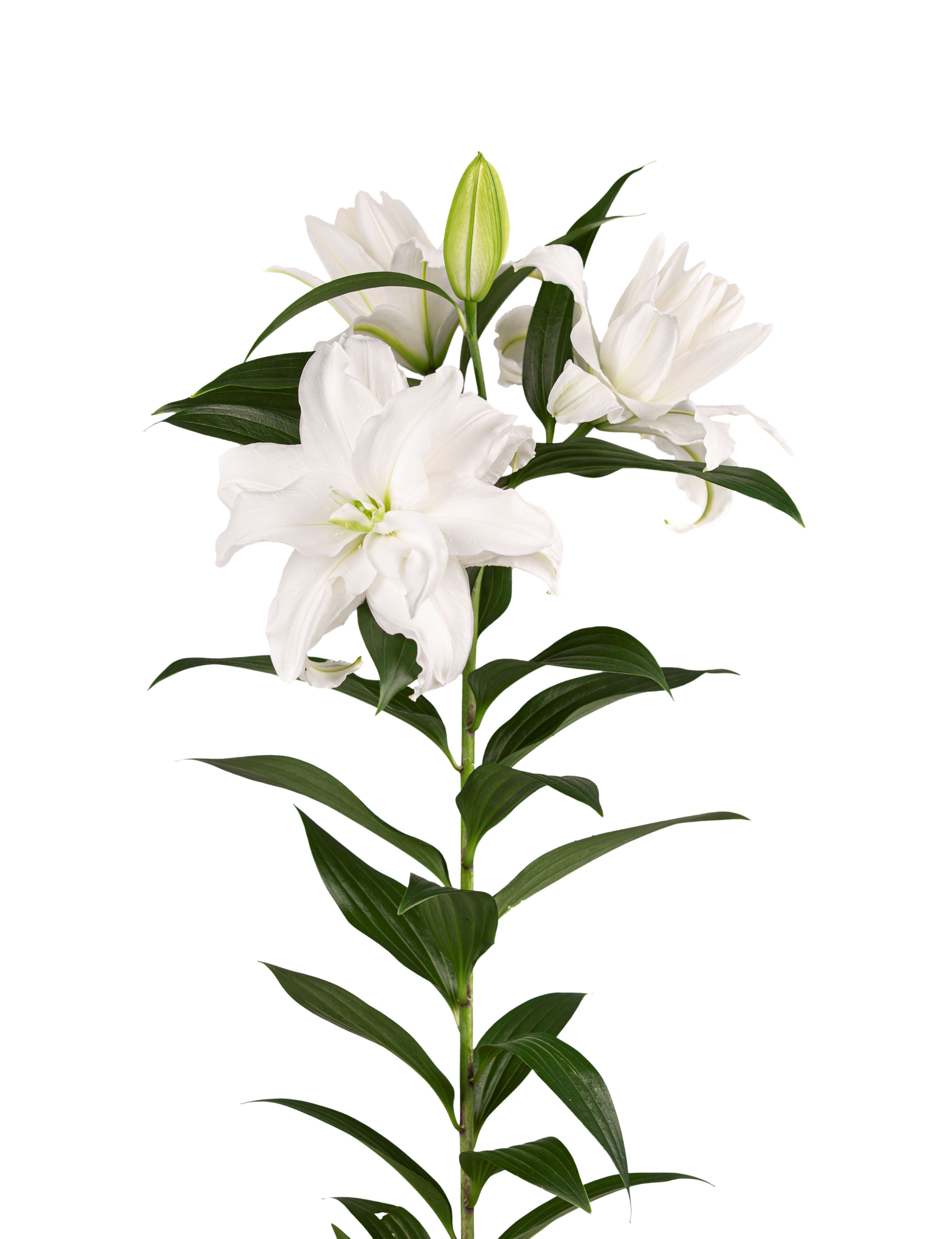 RL Yanicka Roselily Lilium