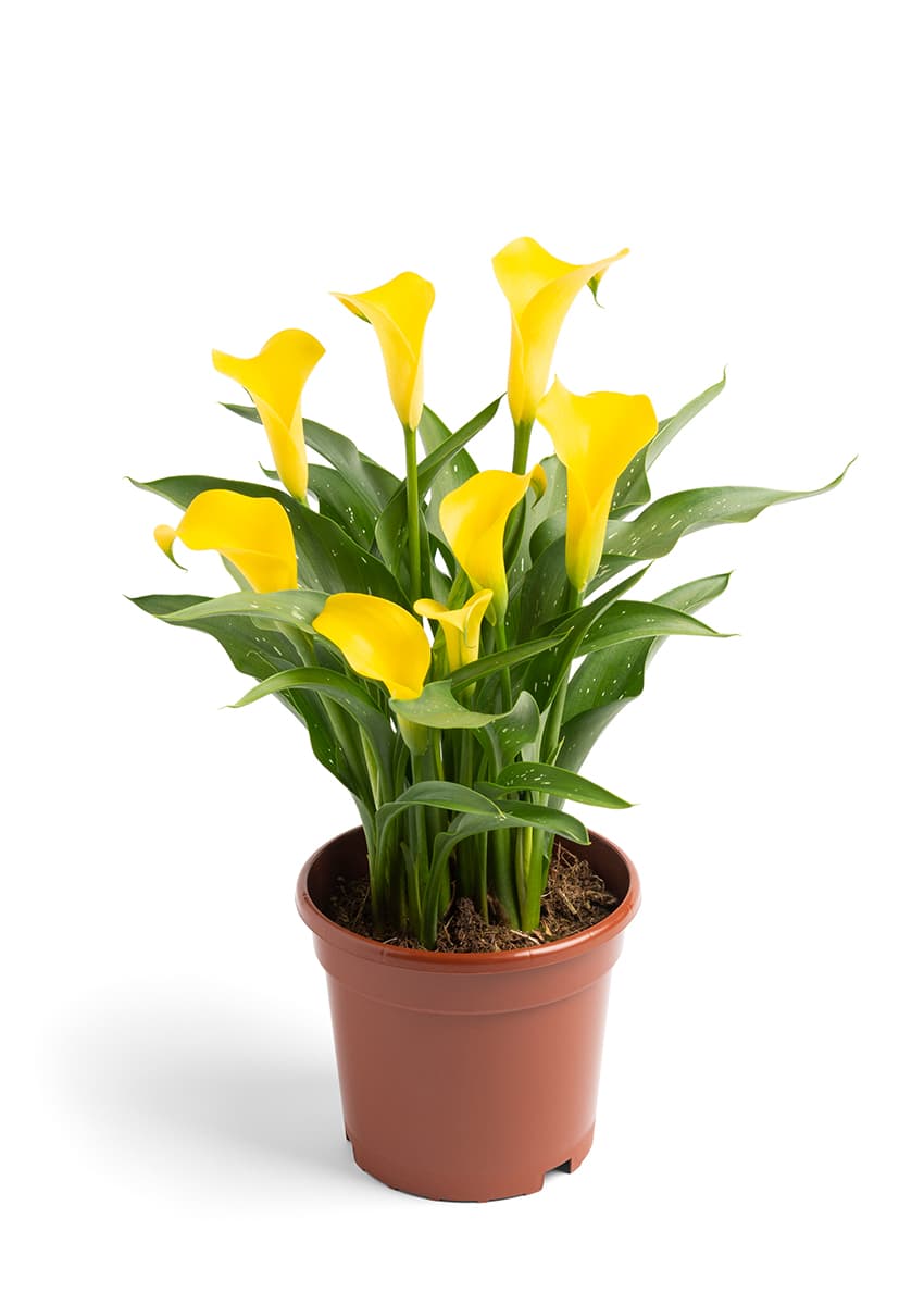 Sunya Zantedeschia