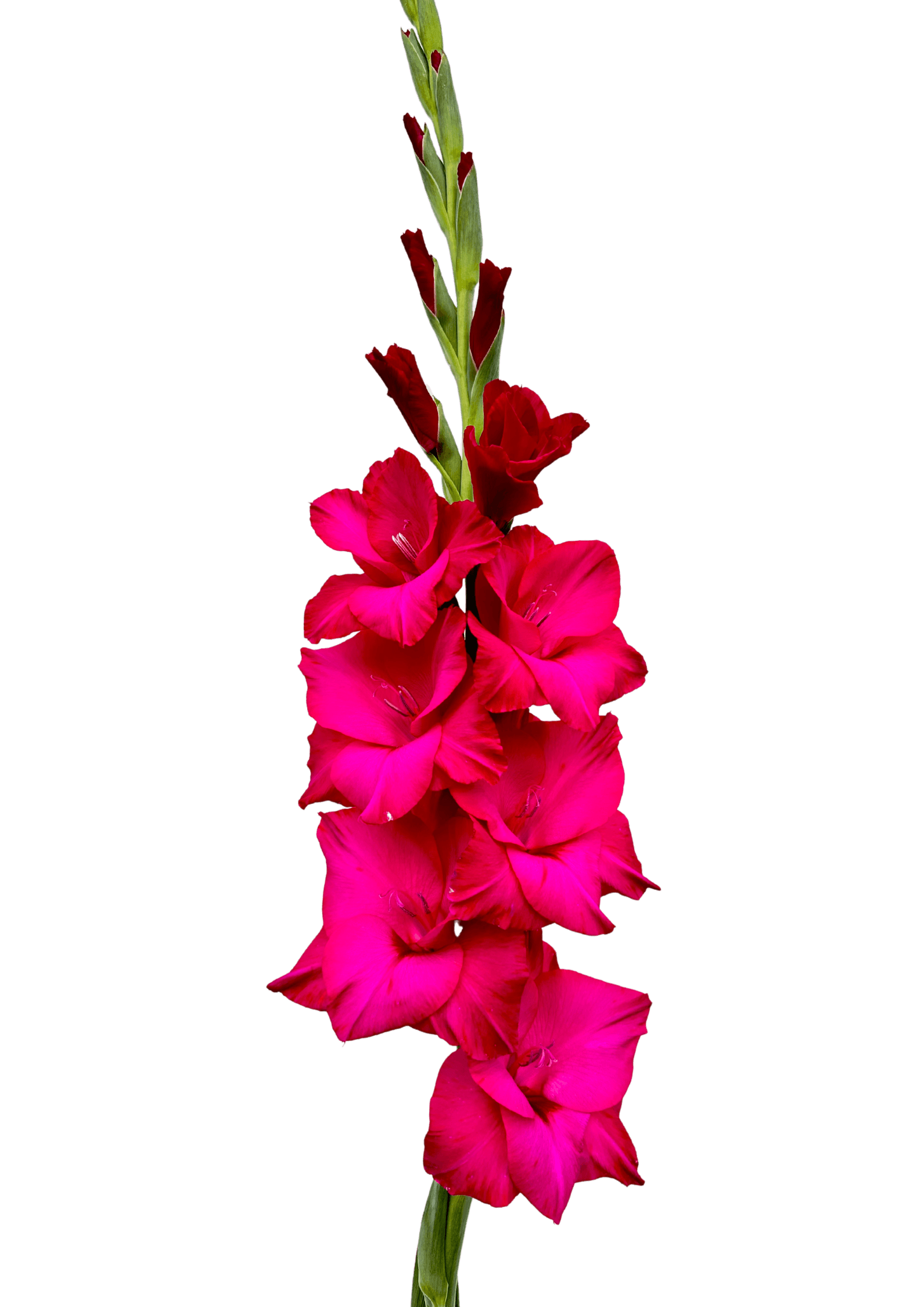 Thalia Prisma Gladiolus Gladiolus