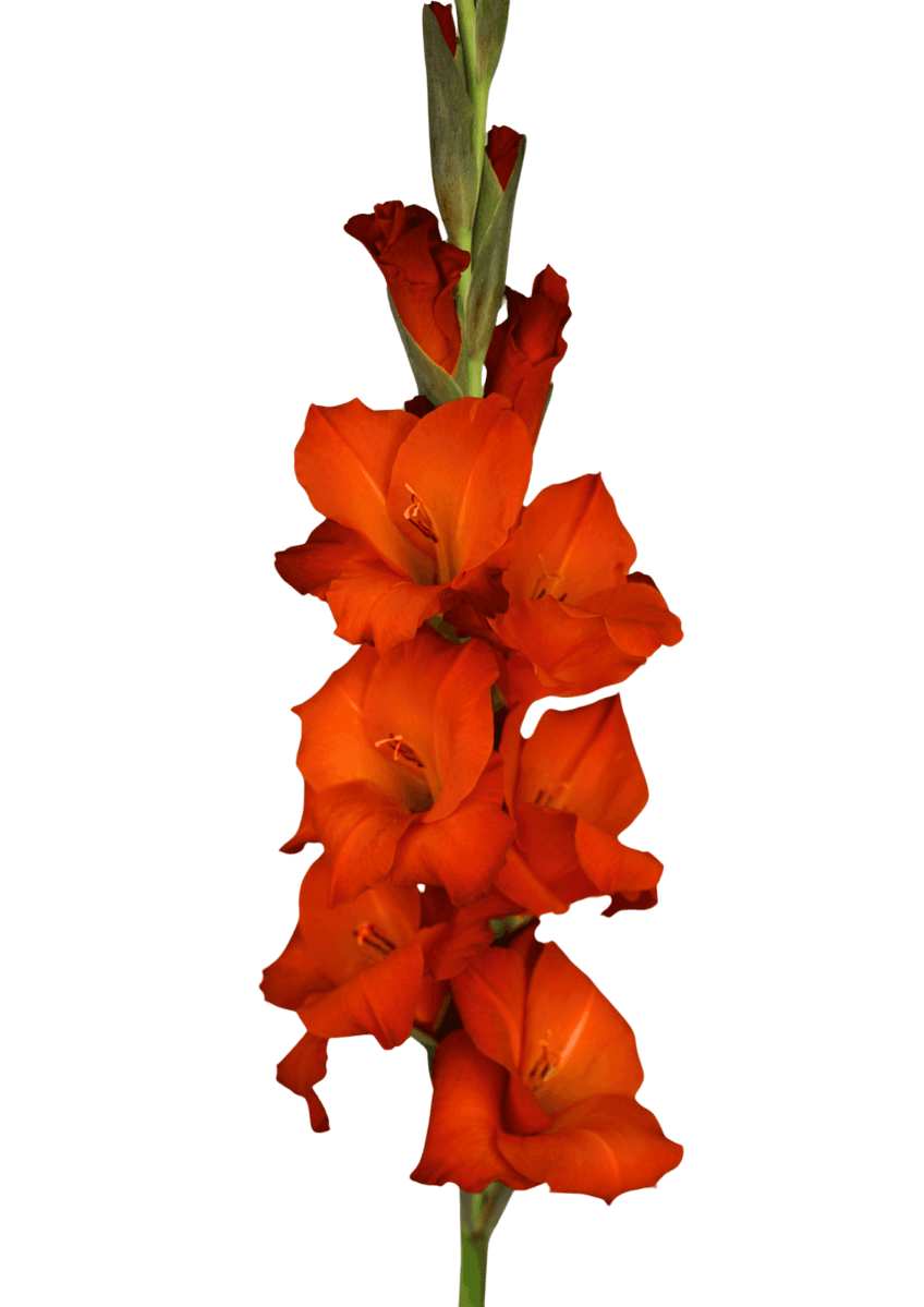 Simply Red Prisma Gladiolus Gladiolus