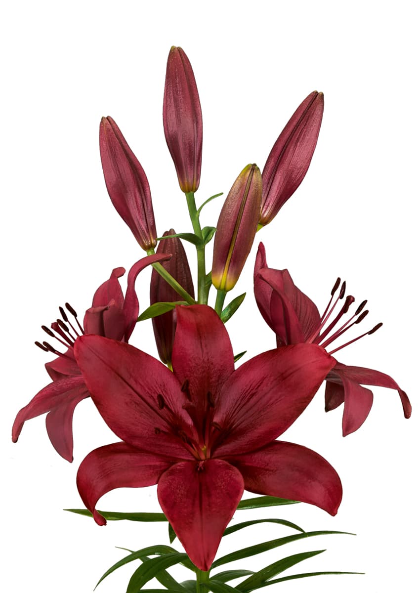 Corleone Lilium