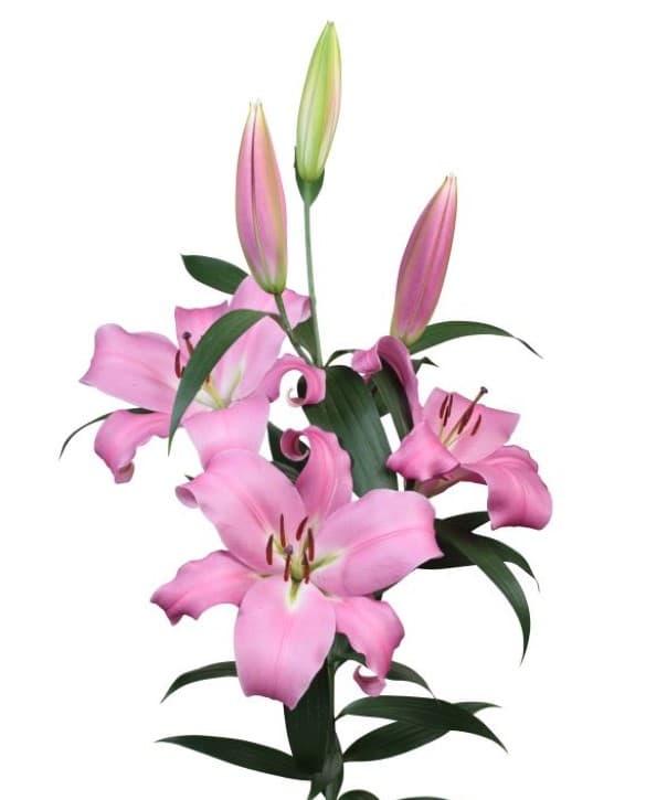 Laurana Lilium