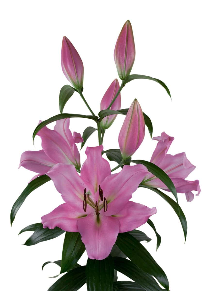 Bellamonte  Lilium