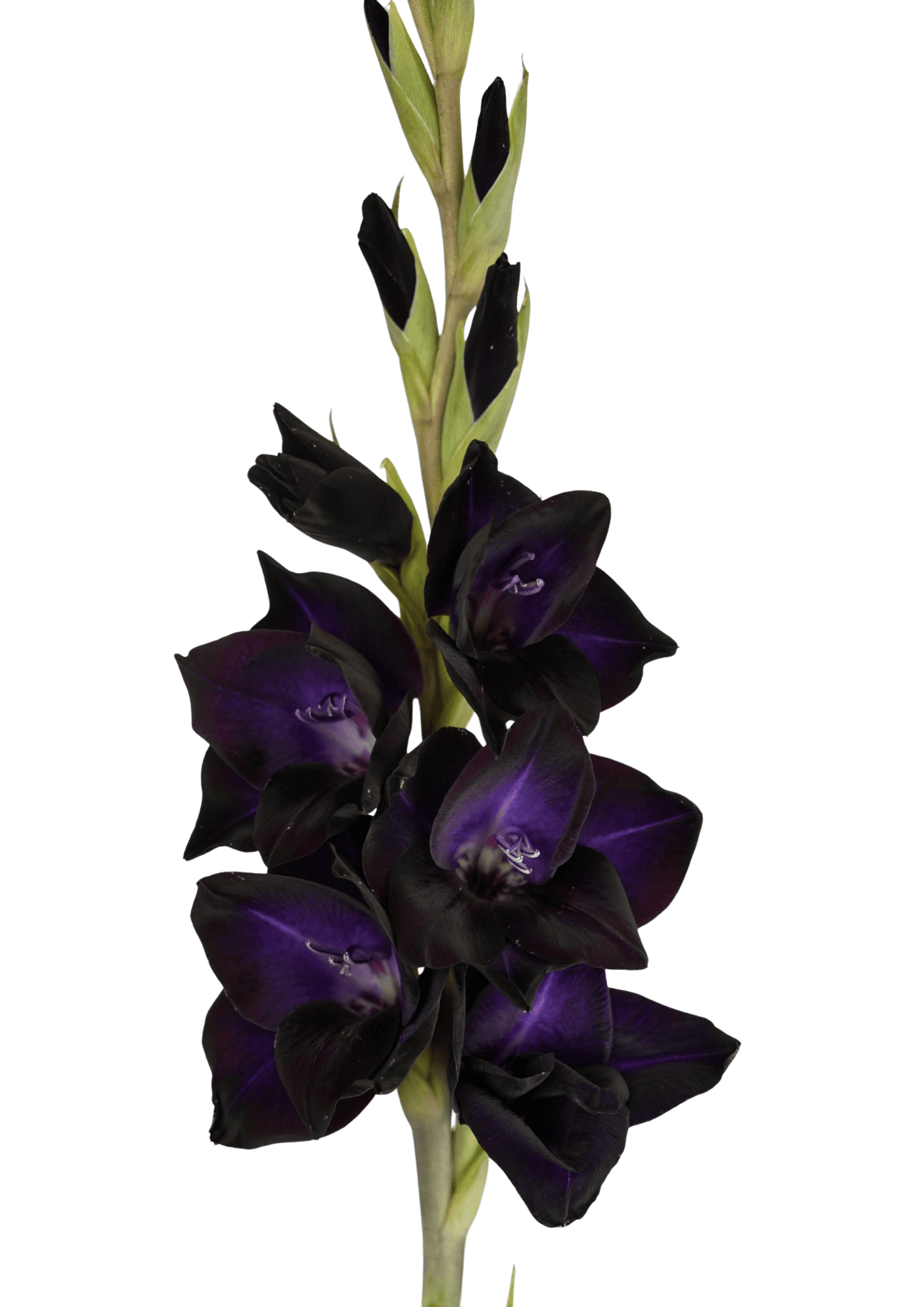 Black Sabbath (12.209.05) Prisma Gladiolus Gladiolus