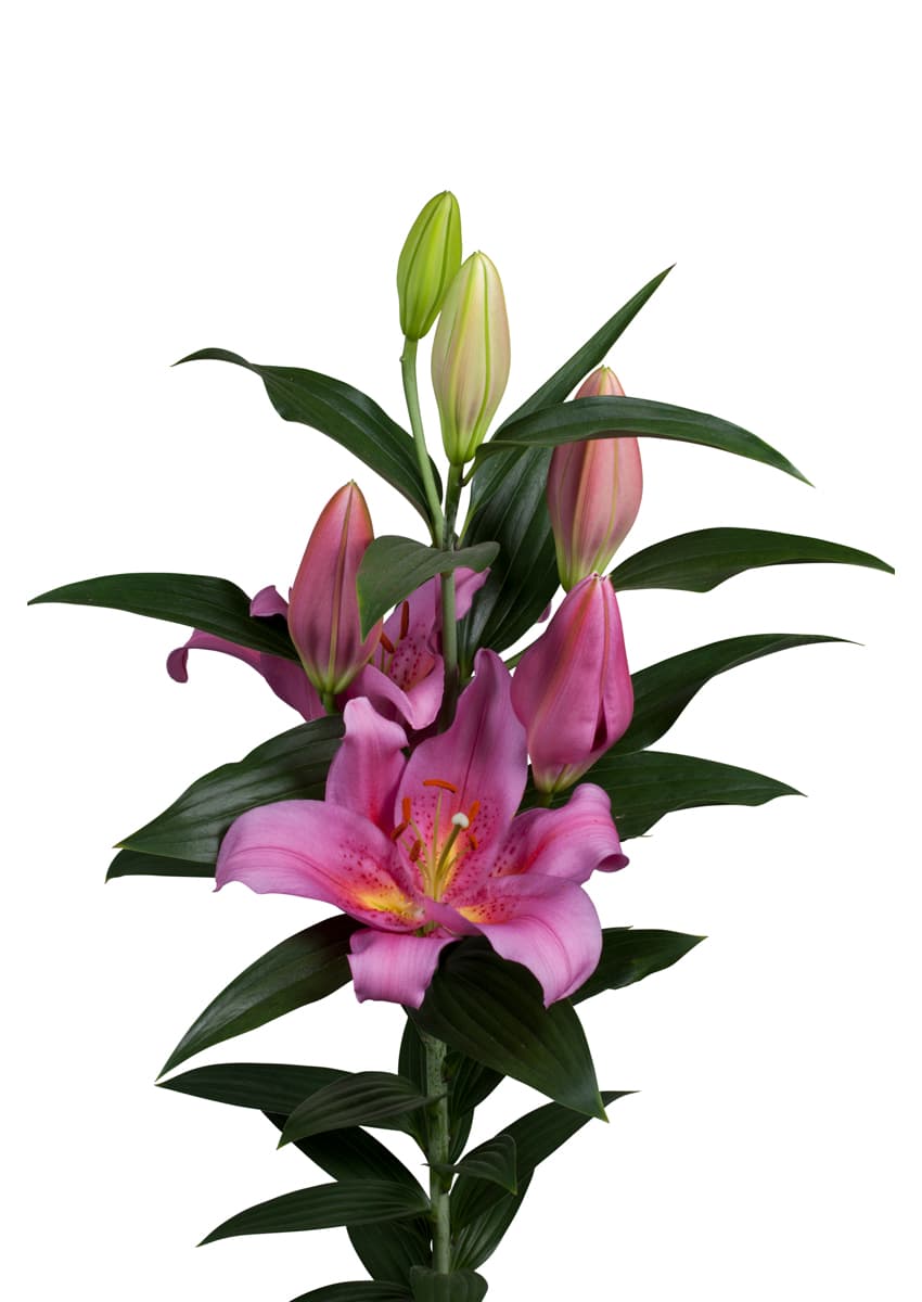 Helyonne Lilium