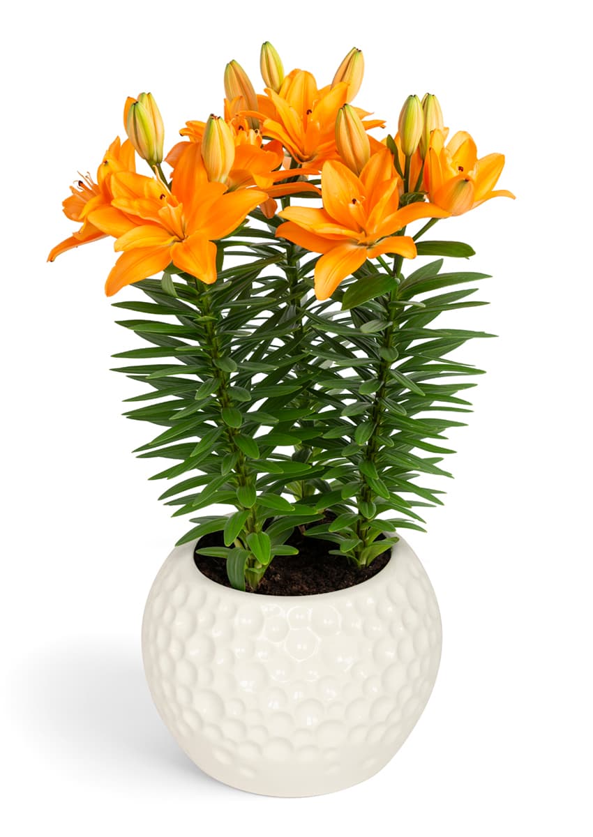Tiny Double Dutch Lily Looks Lilium