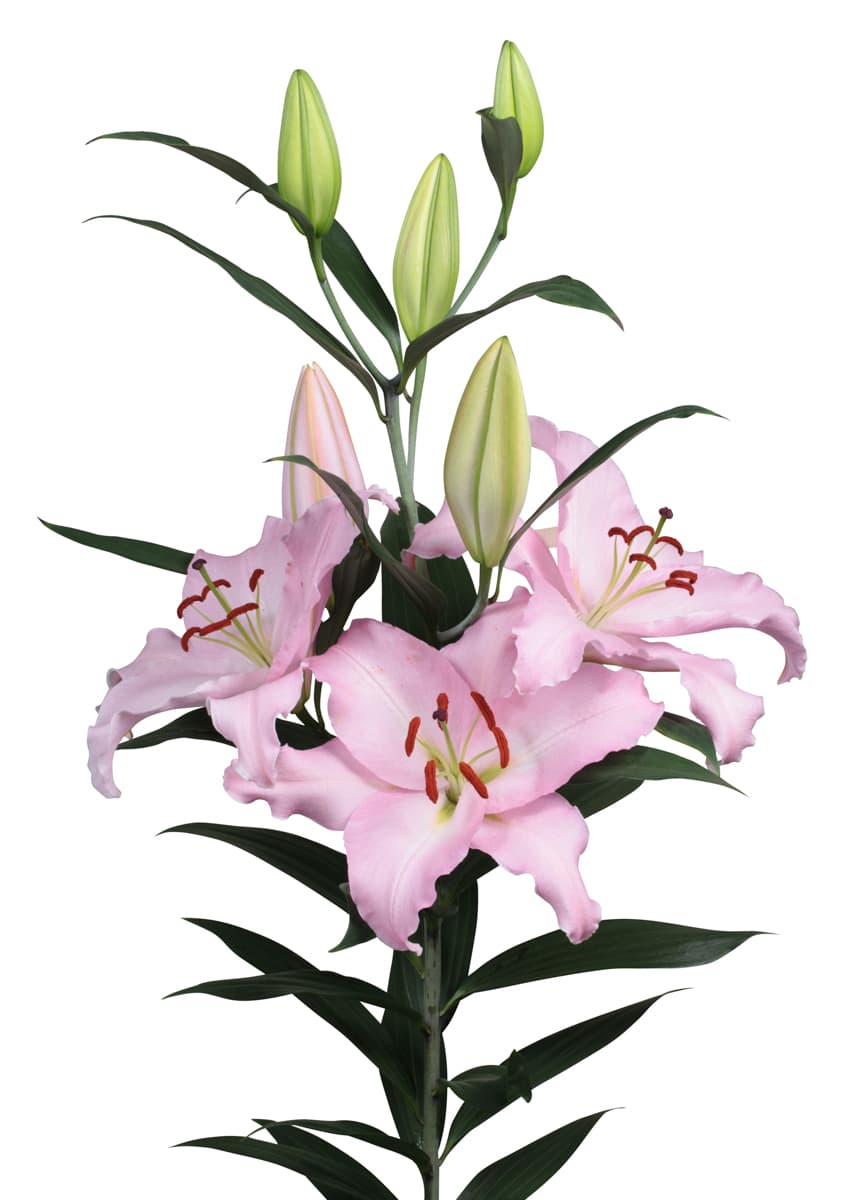 Rubiano Lilium