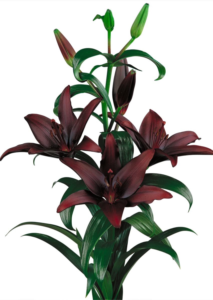 Landini Lilium