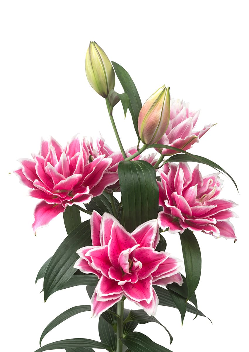 Roselily Samantha Roselily Lilium