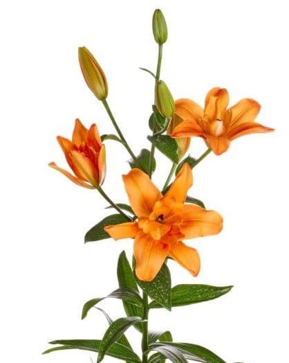 Butterfly Sparkle® Butterfly Lily Lilium