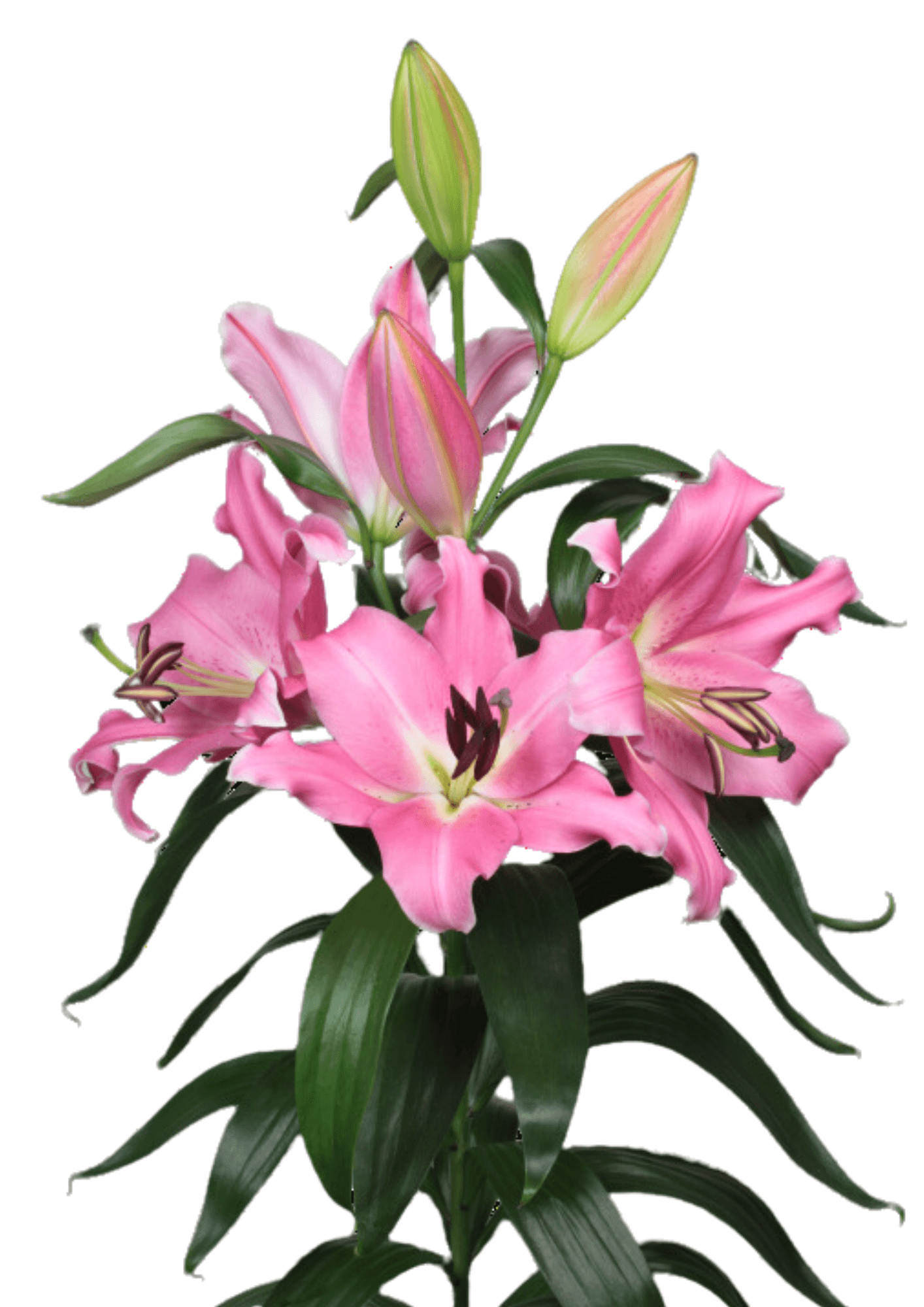 Salzburg Lilium