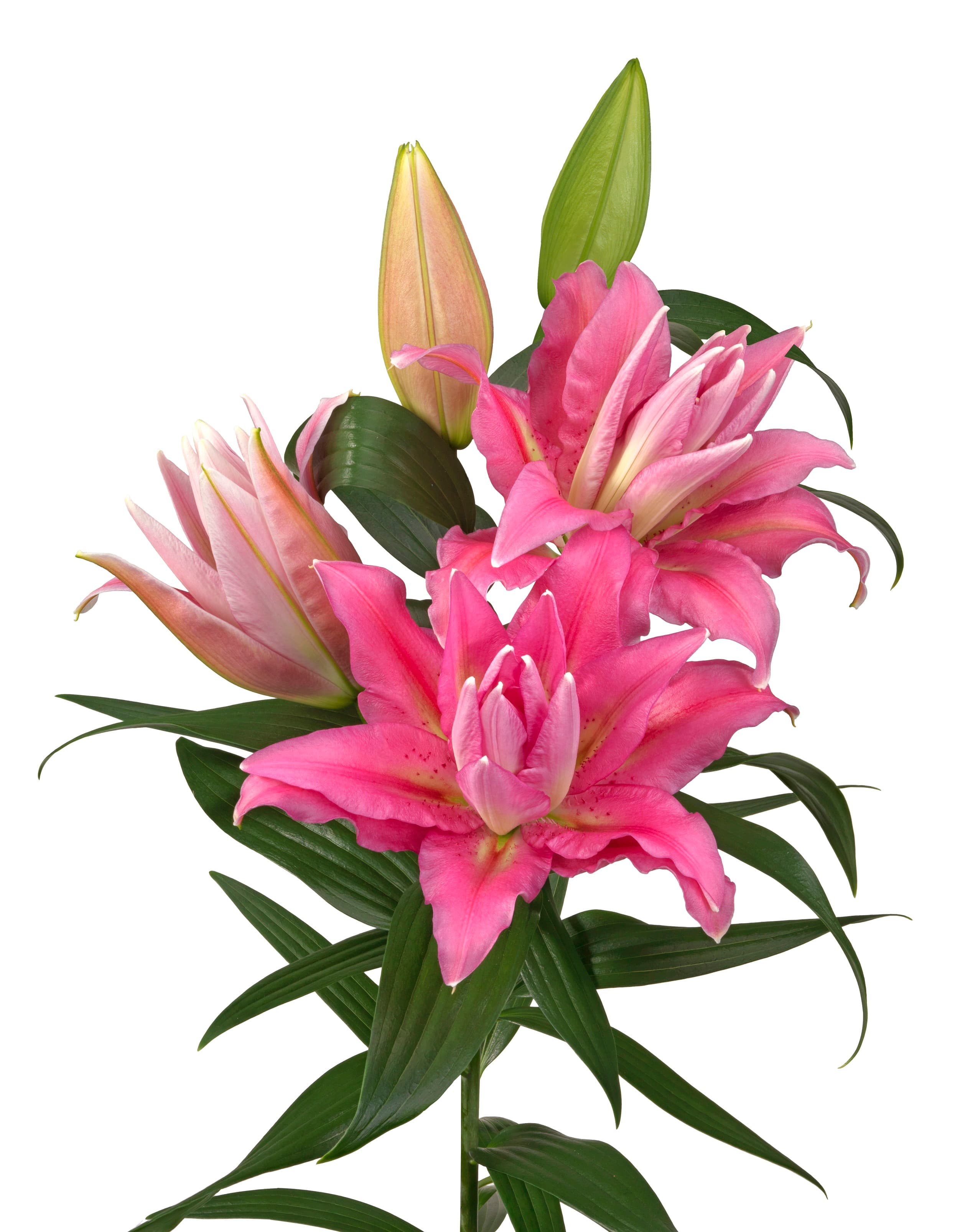 Roselily Shamira Roselily Lilium
