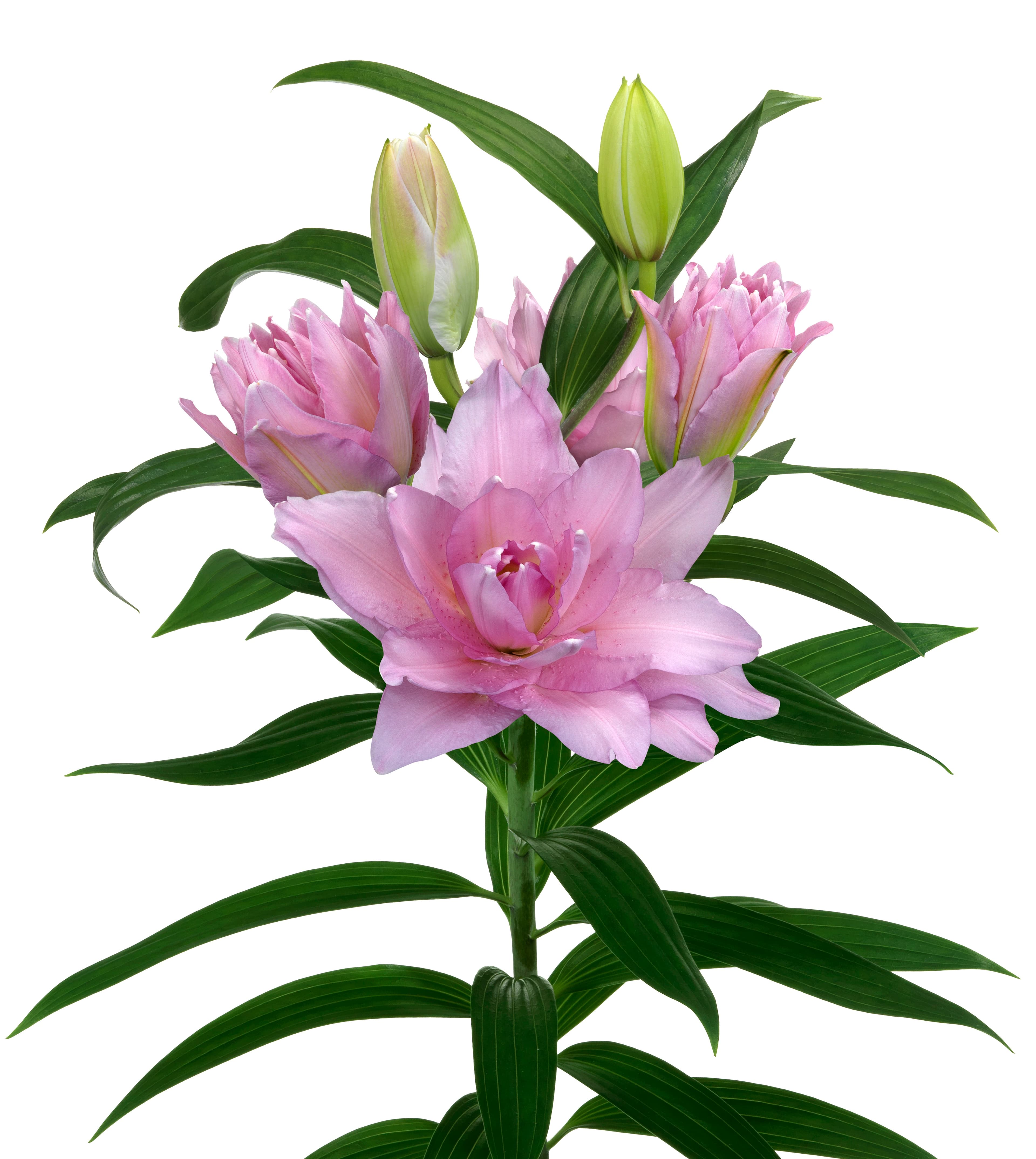 Roselily Cordula