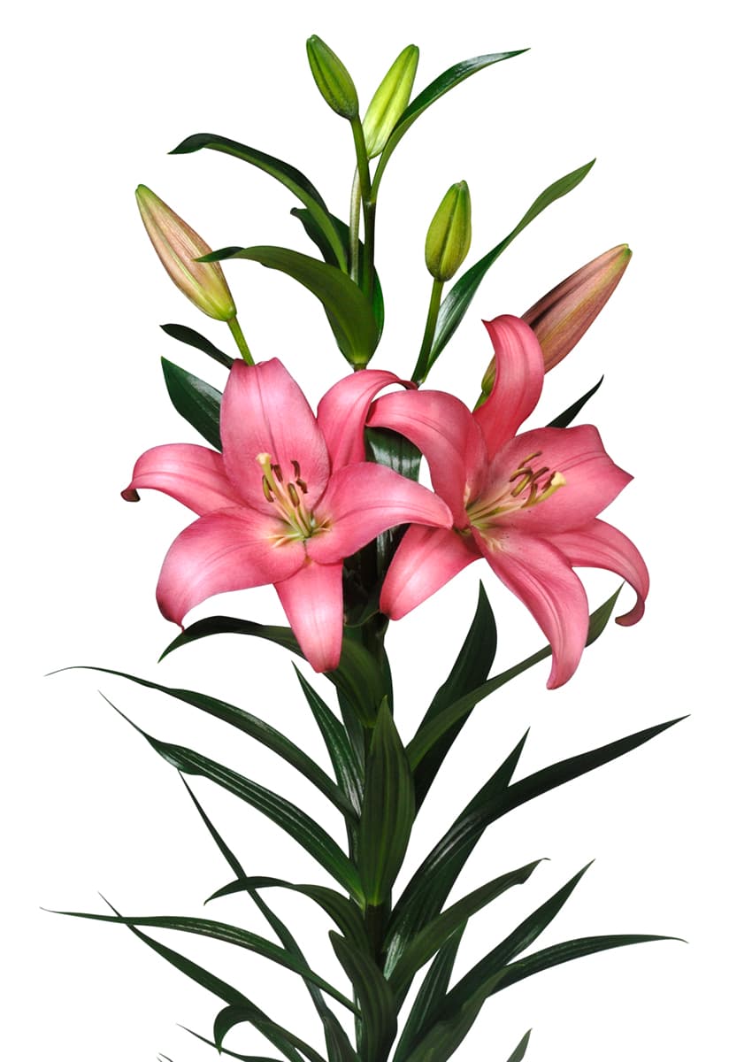 Merlet Lilium