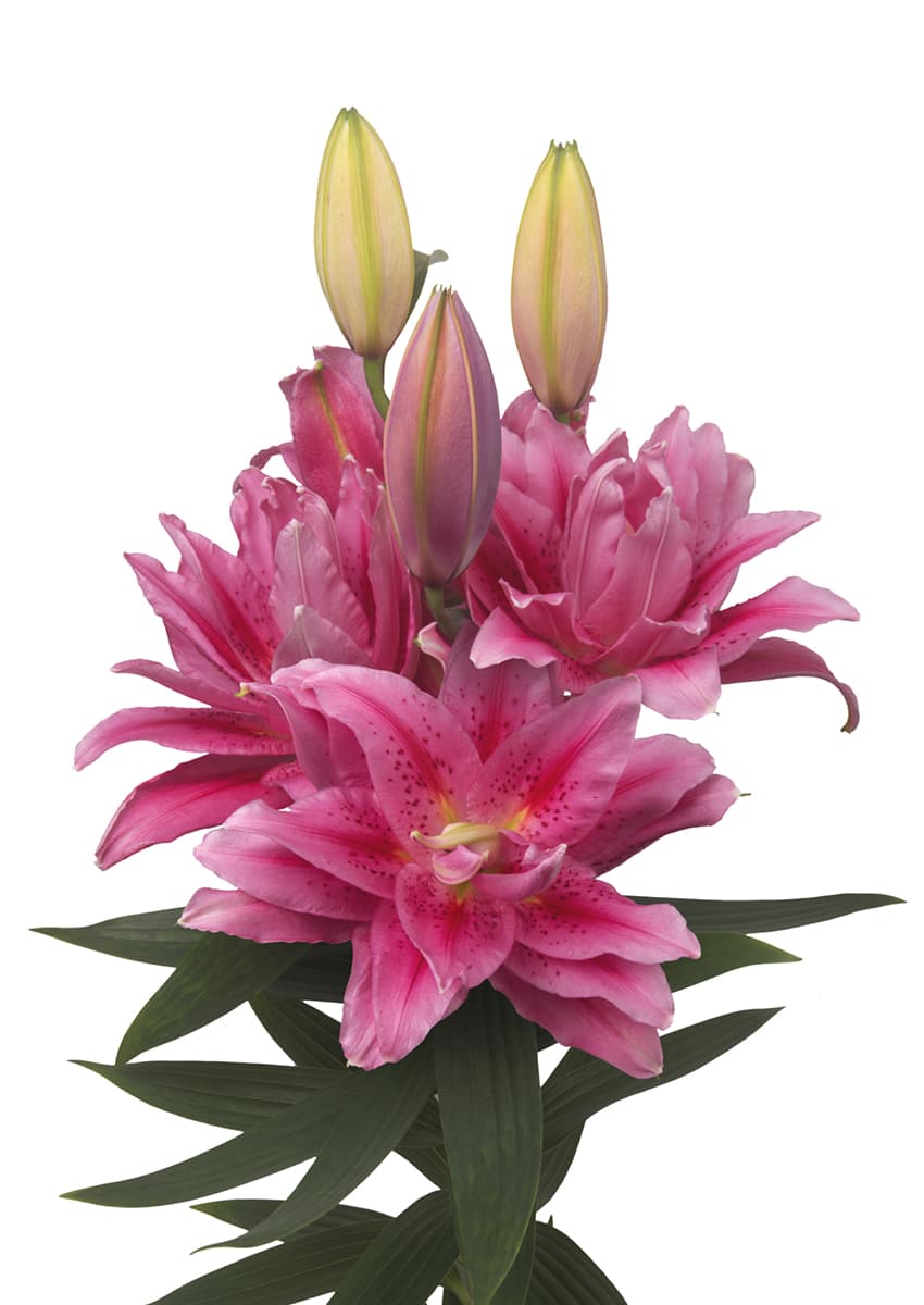 Roselily Viola Roselily Lilium