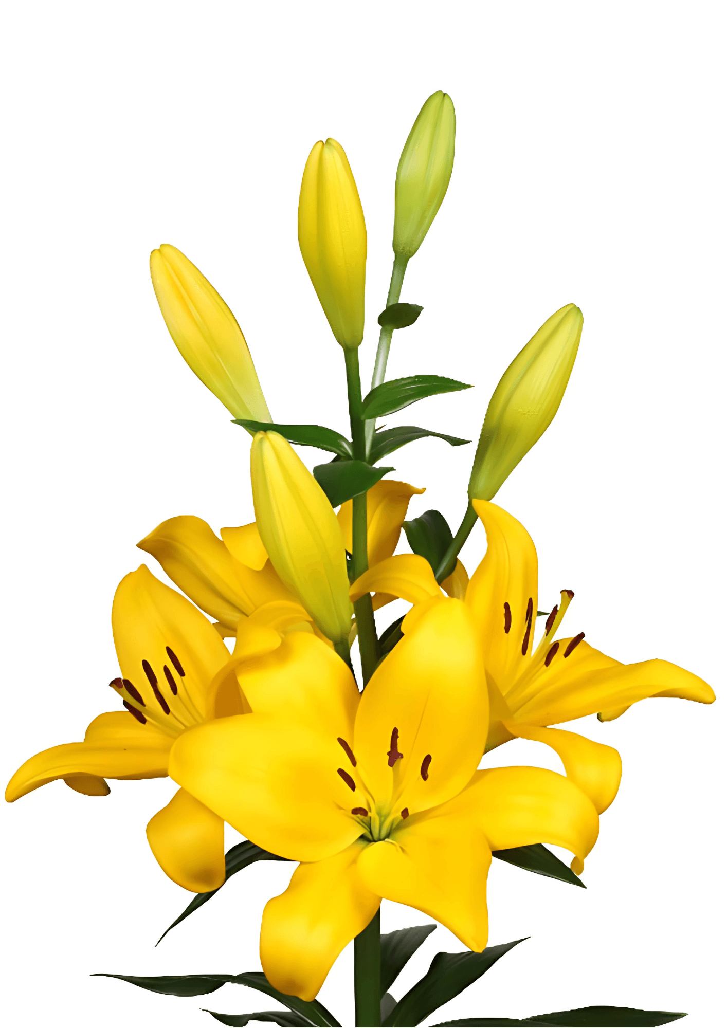 Branko Lilium