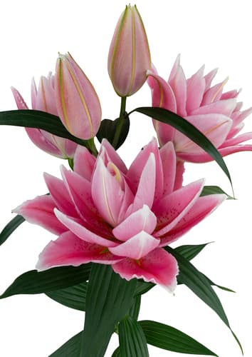 RL Memphis Lilium