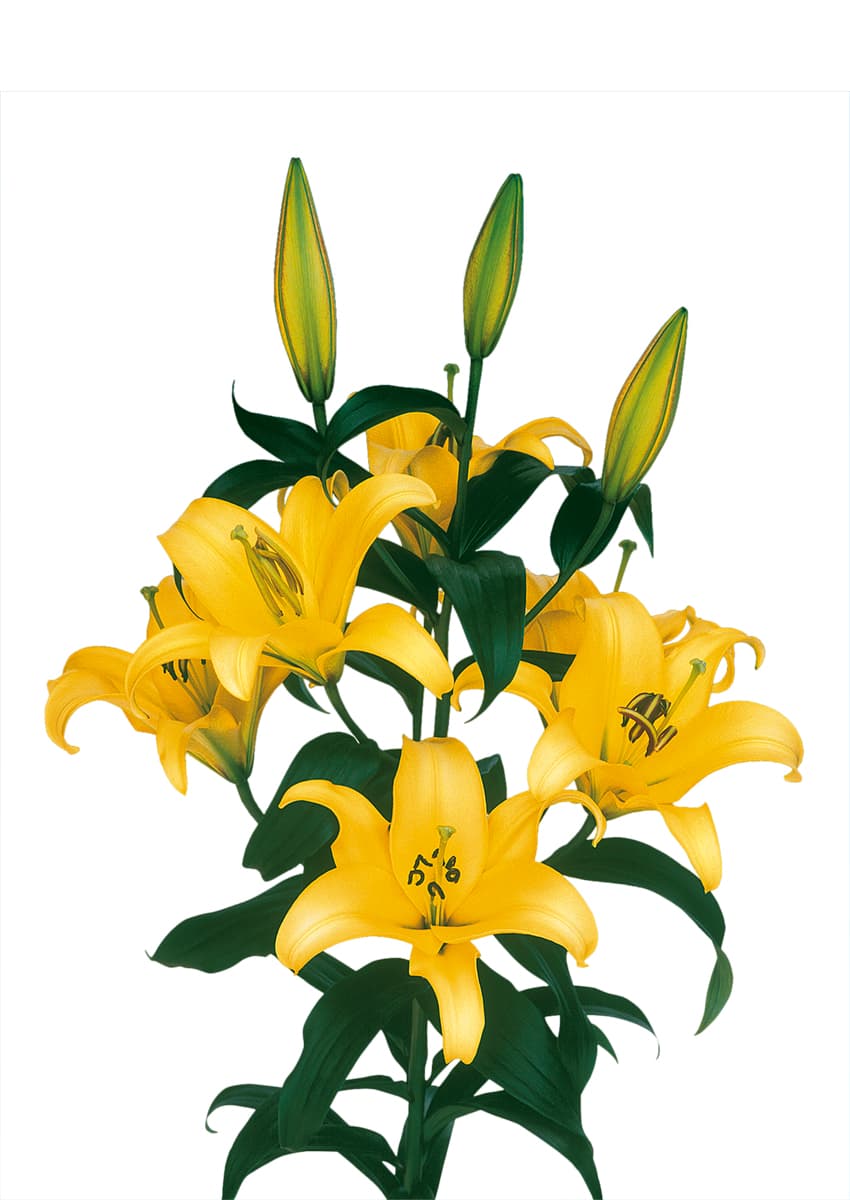 Yelloween Lilium
