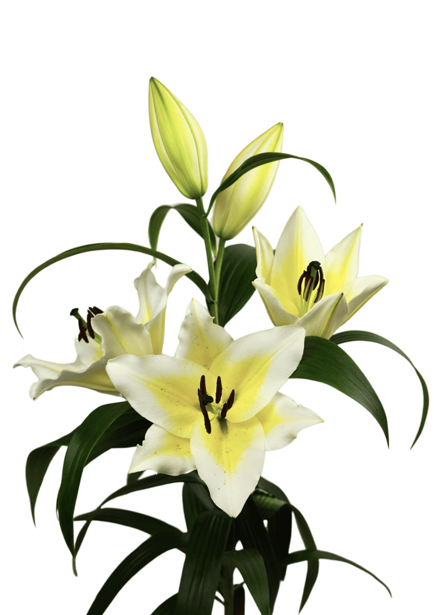 Villarrica Lilium