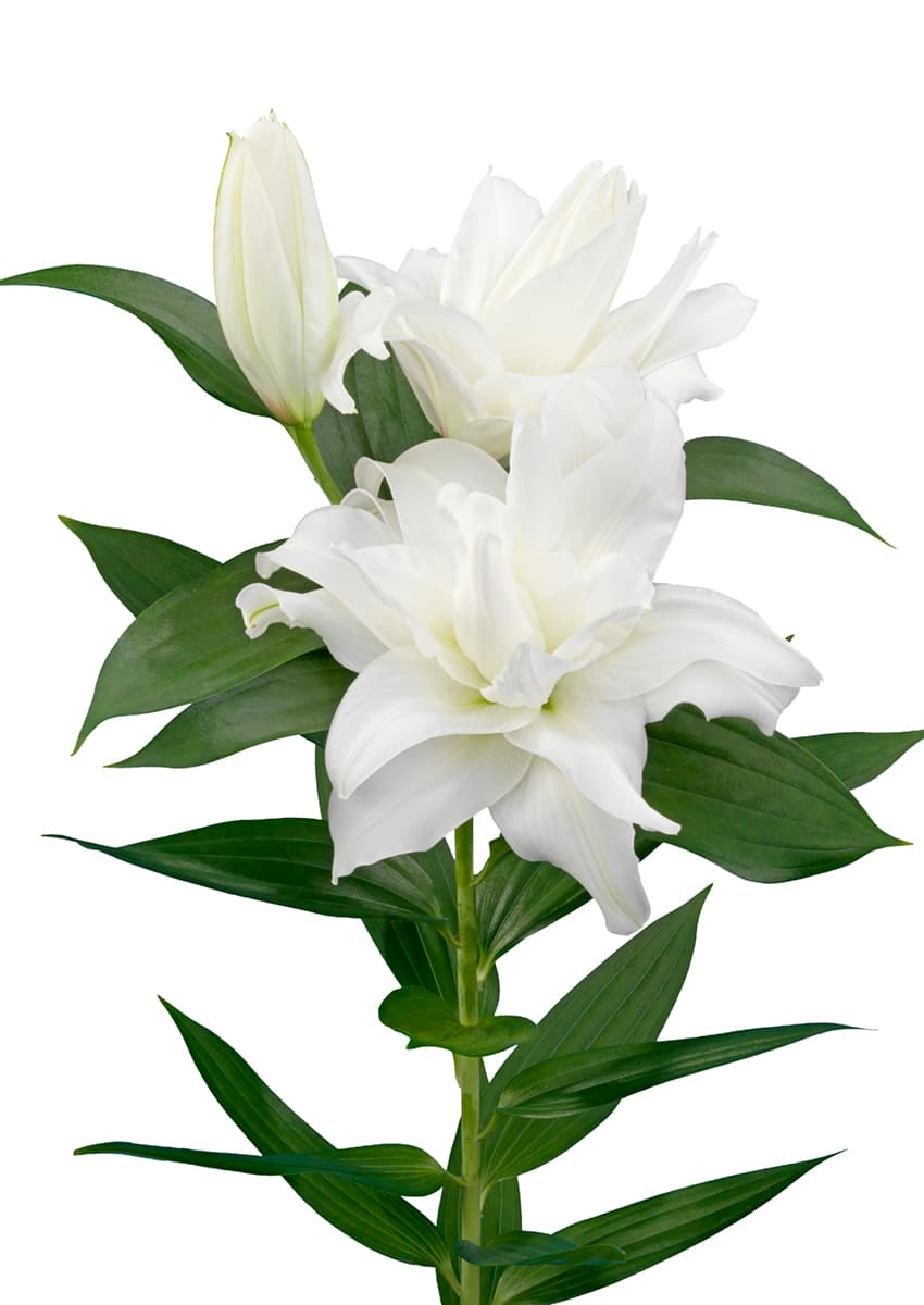 Roselily Gretha Roselily Lilium