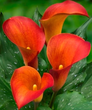 Captain Trinity Zantedeschia