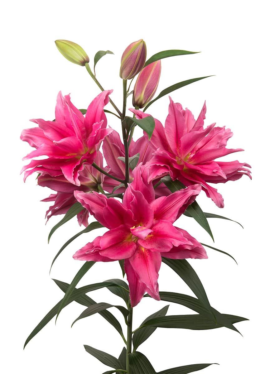 Roselily Elena