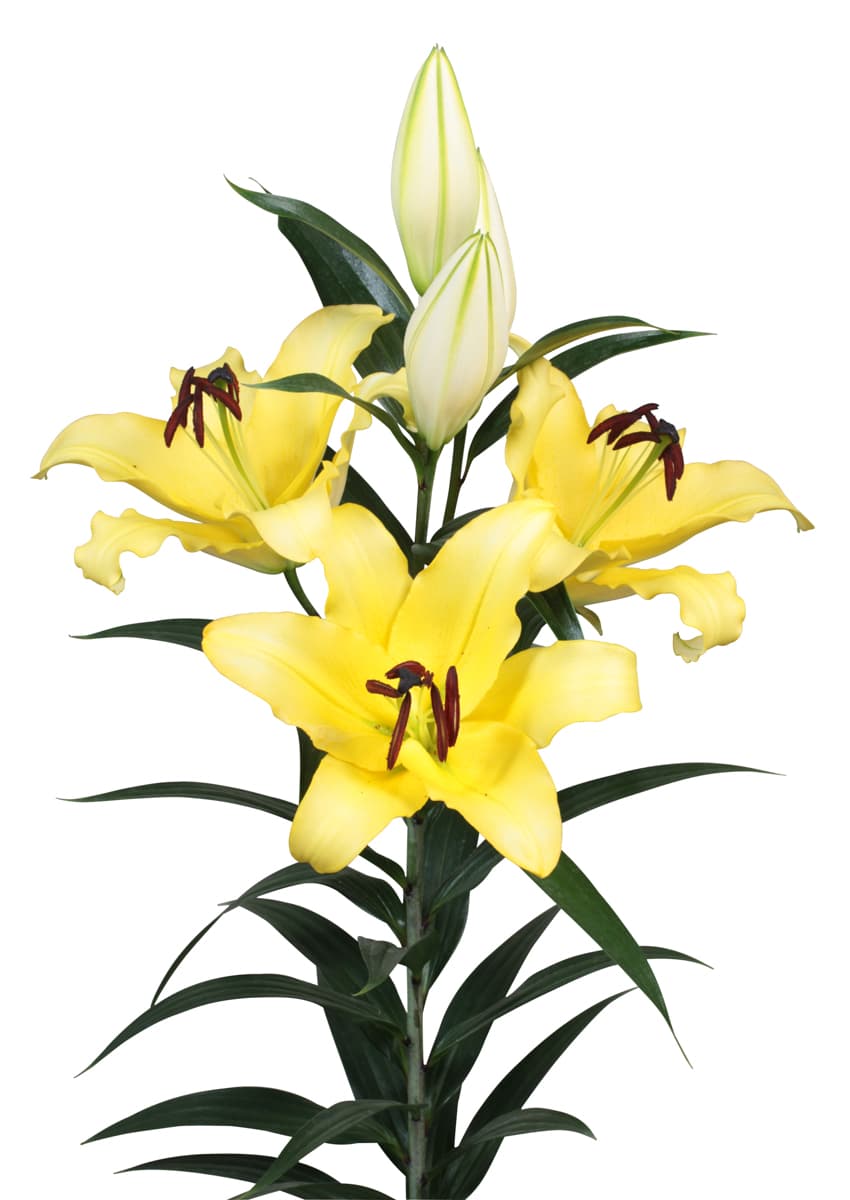 Yamhill Lilium