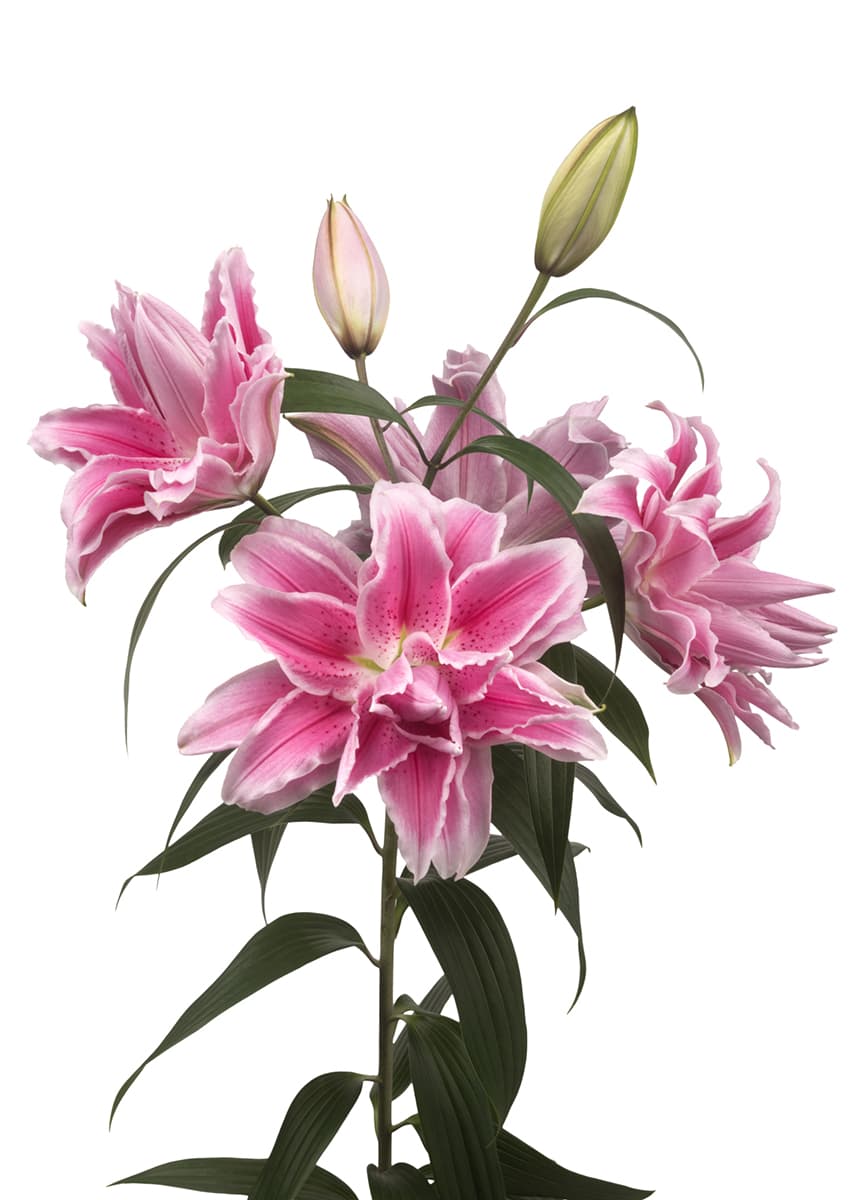 Roselily Isabella Roselily Lilium