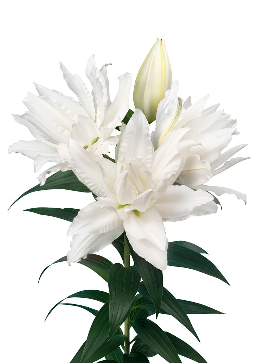 Roselily Pernilla Roselily Lilium