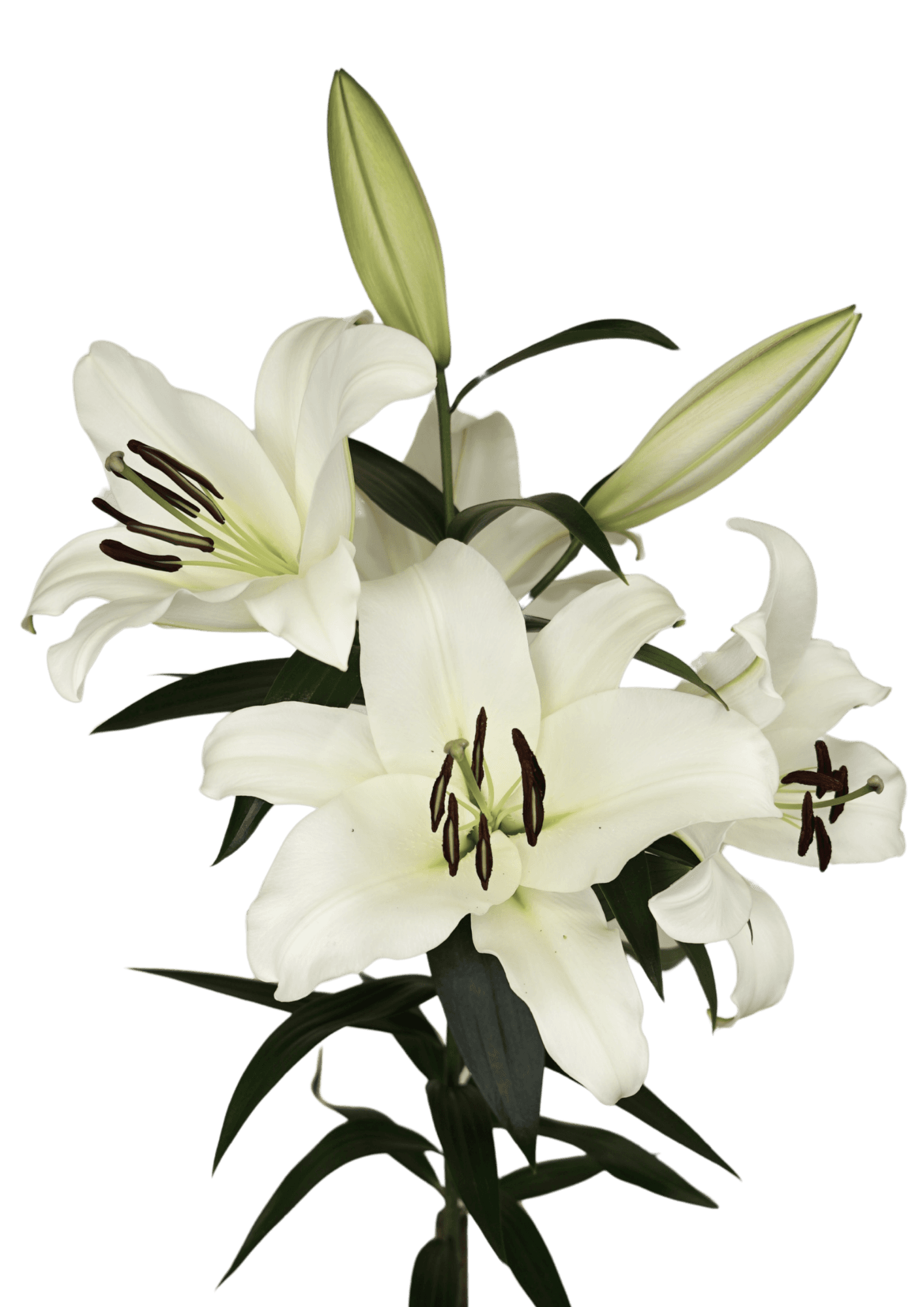 Monte Bianco Lilium