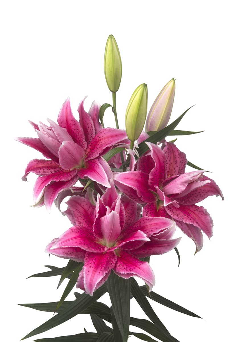 Roselily Thalita Roselily Lilium